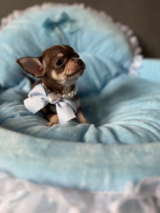 Chihuahua  chlopczyk  do odbioru