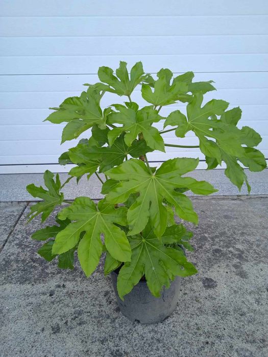 Vendo vaso com planta de fazer arranjos