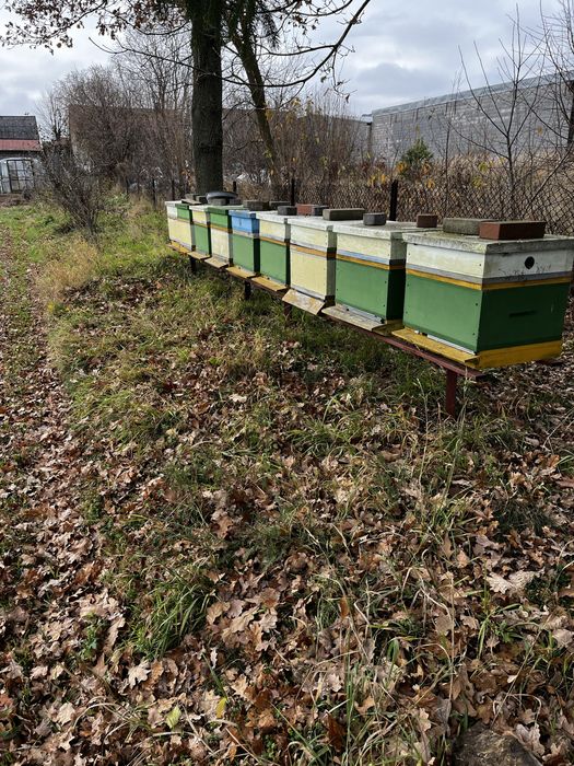 Pasieka, ule wielkopolskie