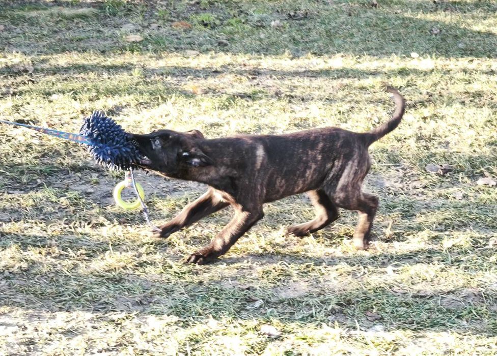 Owczarek holenderski piesek