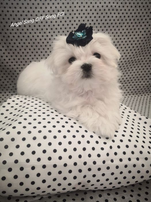 Maltańczyk szczeniaczek Michel Fci