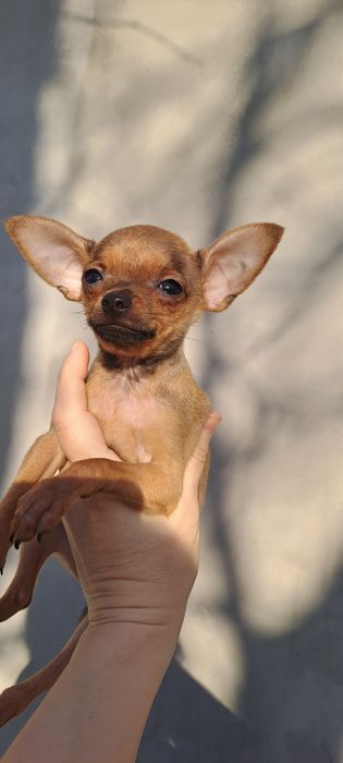 Охрана для кармана!