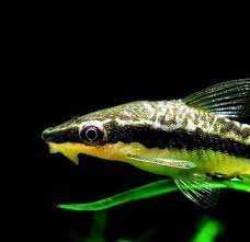 Otosek przyujściowy. Cetarius