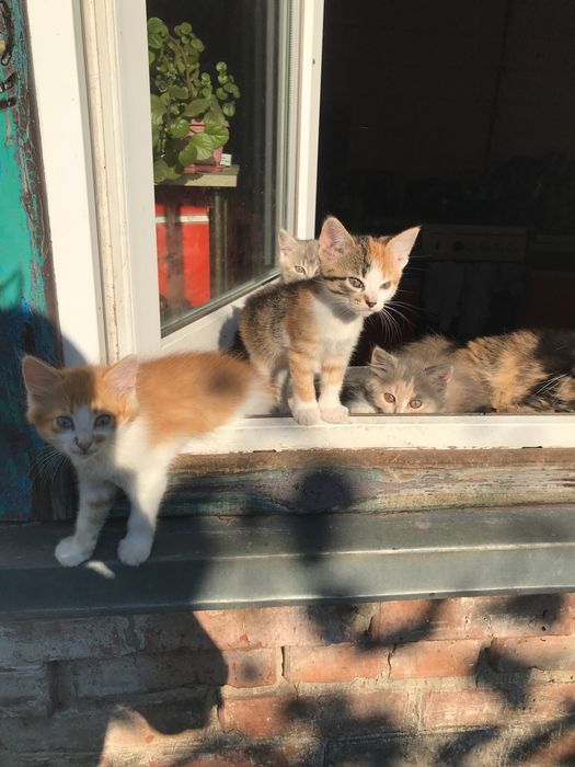 Котята в добрі руки