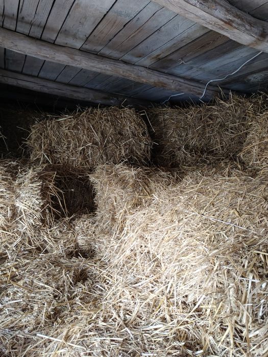 Słoma w małych kostkach