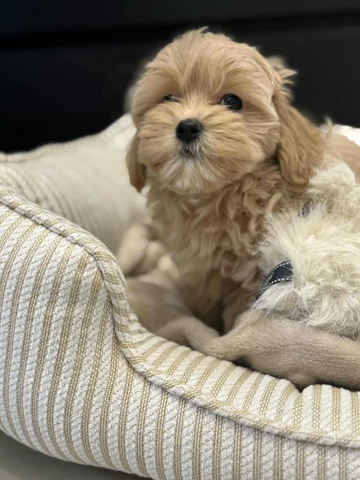 Maltipoo F1 Chłopczyk xxs Bardzo Malutki