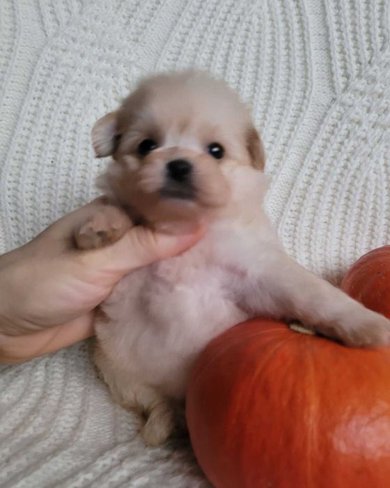 Найчарівніша  міні  Помапу кралечка з Києва