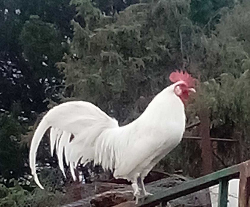 Granizos de raça  fenix