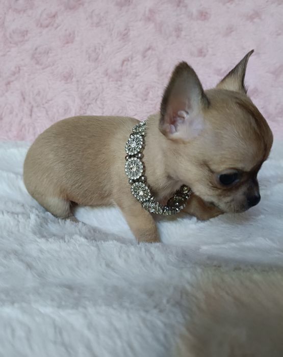 Chihuahua piesek