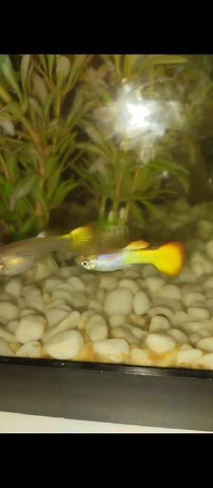 Peixe guppy flame