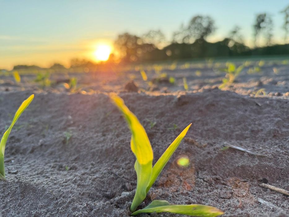 Oddam ziemię w dzierżawę