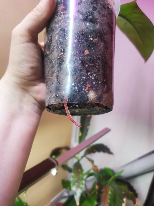 Philodendron Florida beauty alba, Florida Bronz