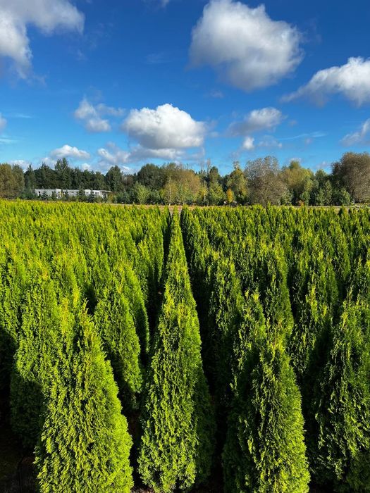 Туя Смарагд, Брабант, Колумна,Даніка