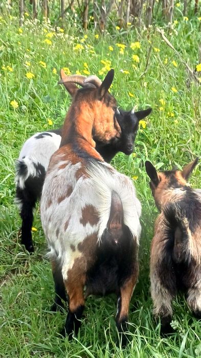 Vende se cabritinha anã