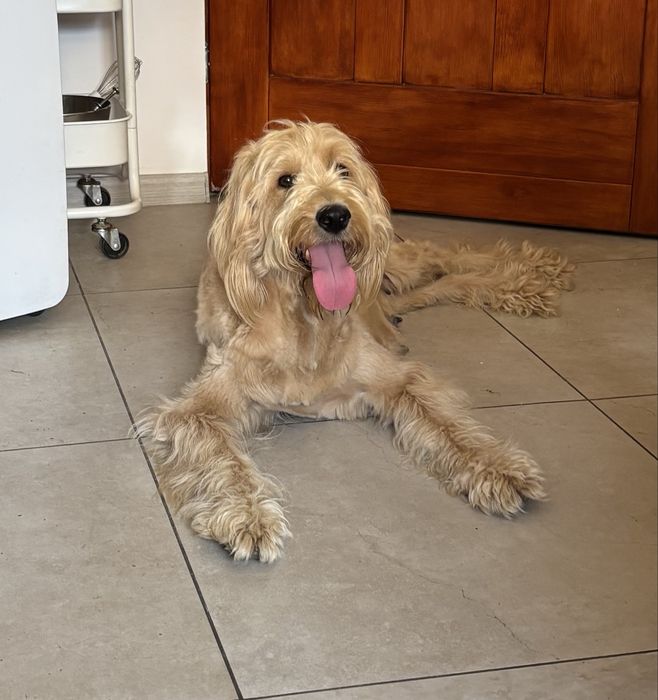 Goldendoodle F1b