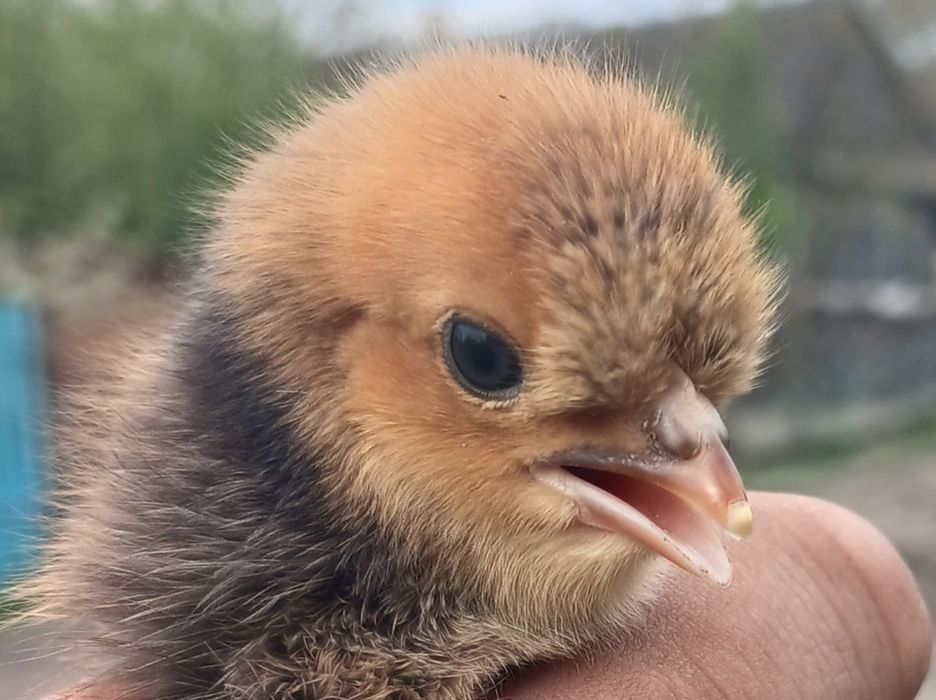 Інкубаційне яйце чубатих курей