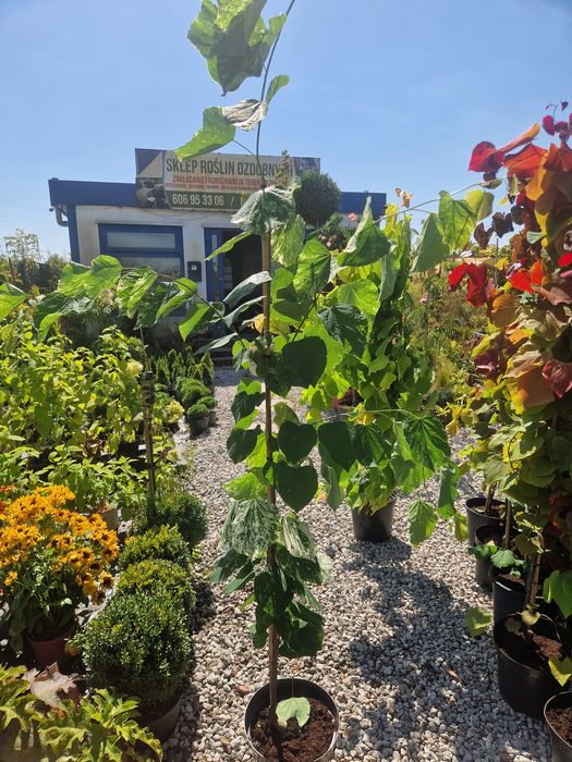 Judaszowiec kanadyjski