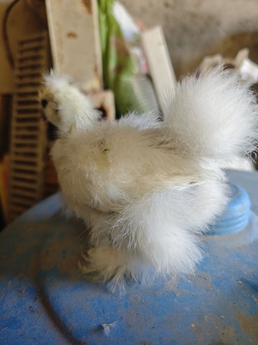 Pintainhos sedosa do Japão