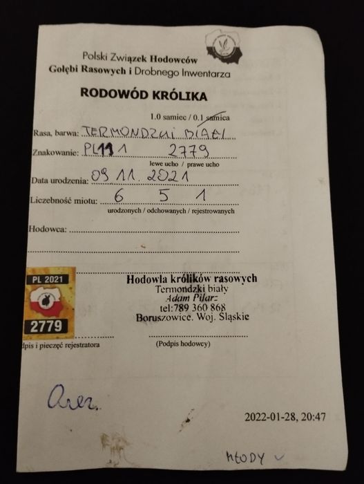 Кролі, кролики, термон, термонд. Термондська біла(Термонська біла)