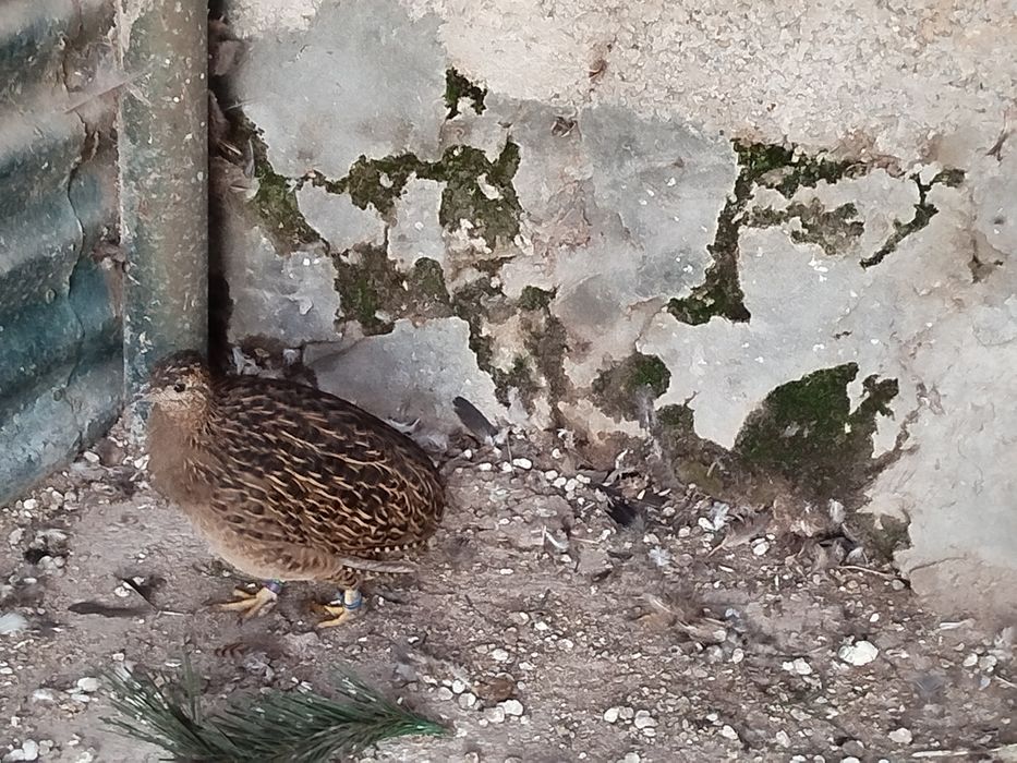 Casais. Pedicula aziatica Colins da Virginia. Galitos da rocha