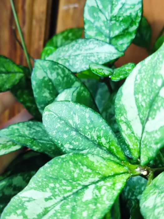 Хойя Classipetiolata from Vietnam , найкрасивіша,вкорінені і на зріз.