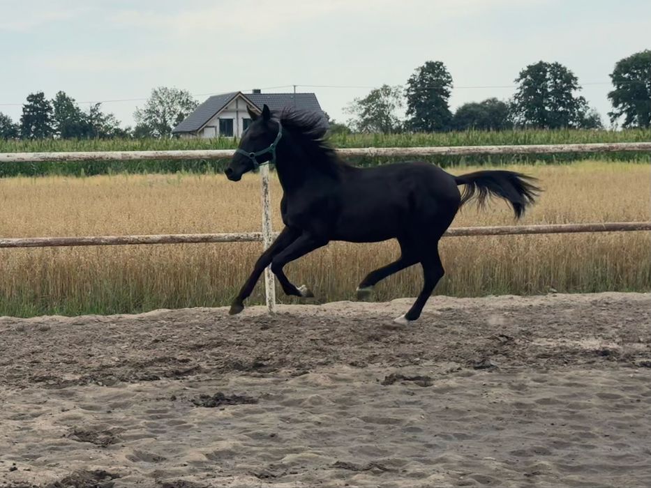 Ogierek Dragon po Parametrze