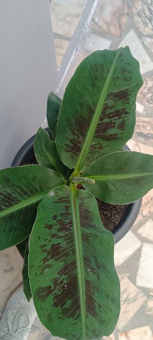 Vendo várias flores