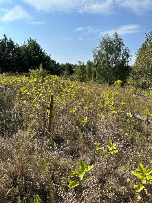 Продам землю 225 соток.Київська область.Макарівський район.Яблунівка.