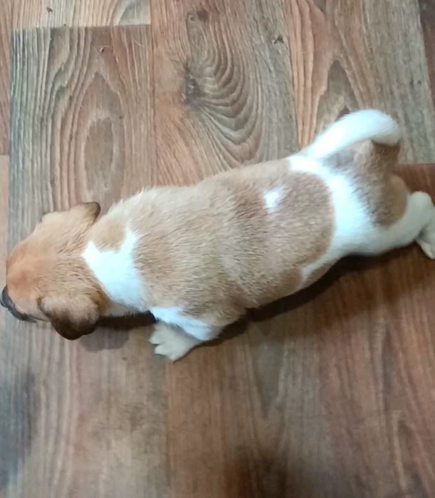 Привитые щенки Джек Рассел терьер.