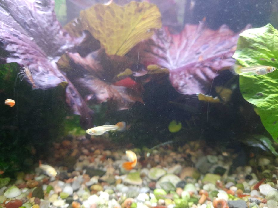 Lotos Tygrysi  Czerwony - piękne sadzonki -2 szt