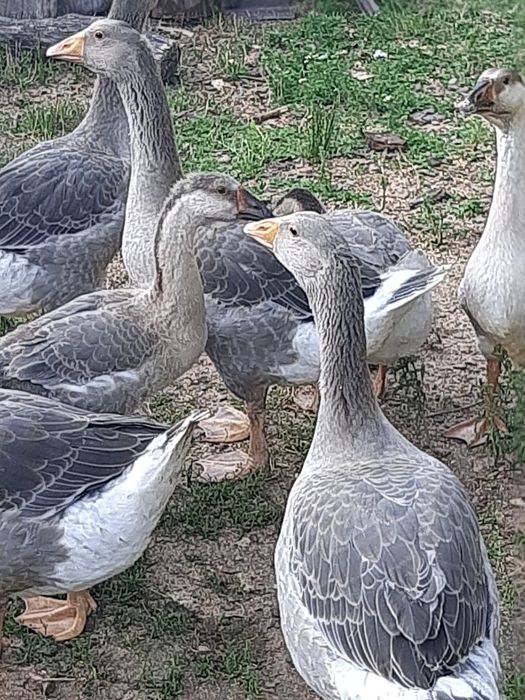 Sprzedam ładne gęsi