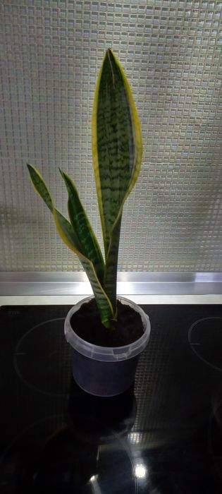 Sensaviera  golden kwiatek