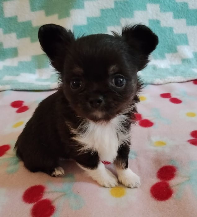 Chihuahua piesek