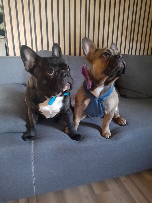 Buldożki francuskie