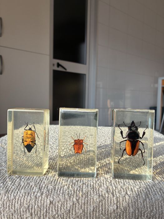 Coleção de Insetos Reais National Geographic