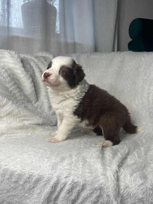 Border Collie szczeniak czekoladowy do ODBIORU! UNIKAT!