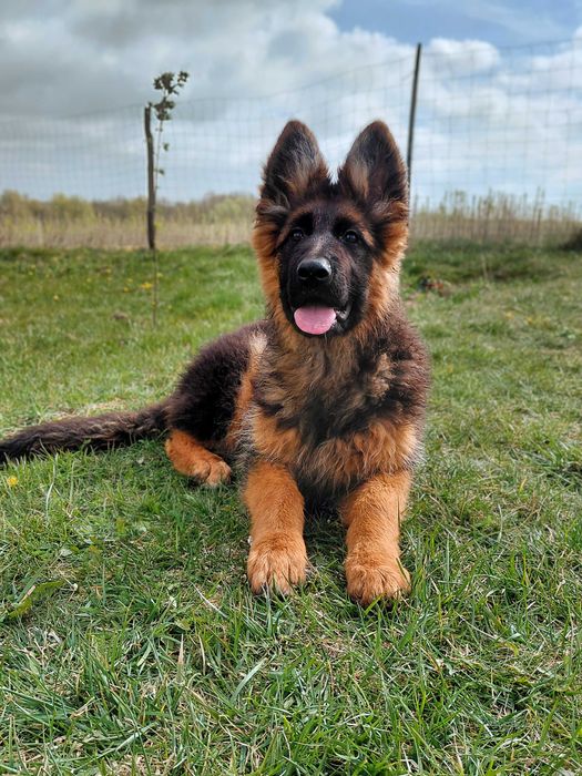 Suczka Szczenię Owczarek Niemiecki Długowłosy