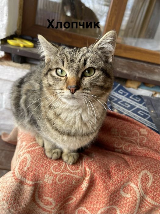 Котики в добрі руки