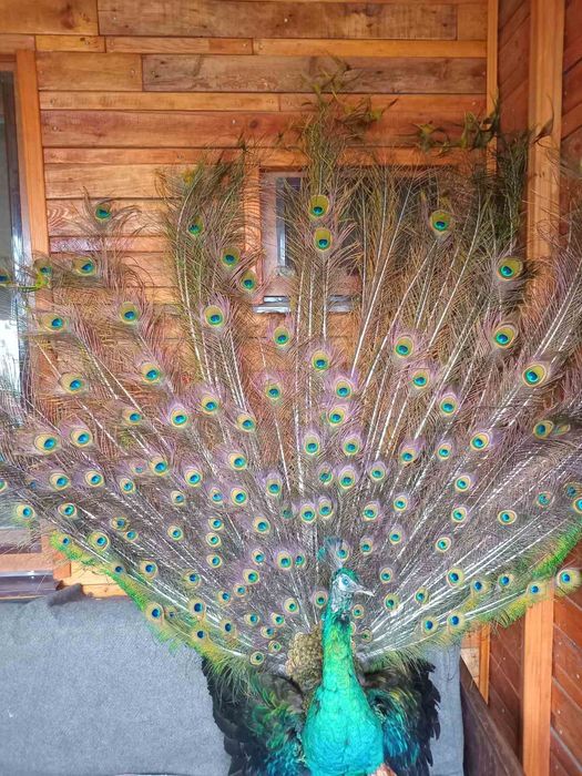 Опудало павича (сполдінг)