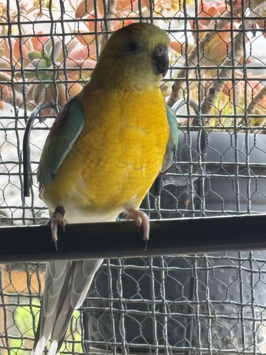 Red Rumped Laranja foto ano 2022.