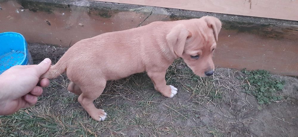 4 psiaki 10 tygodniowe odrobaczone odpchlone