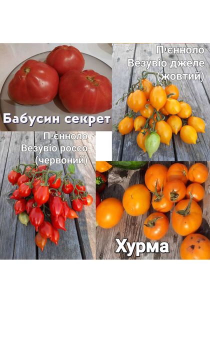 Насіння томатів.Пьенноло Везувіо. Коктейльні томати.