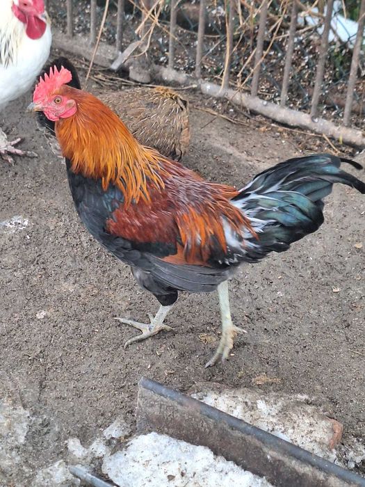 Sprzedam koguty młode