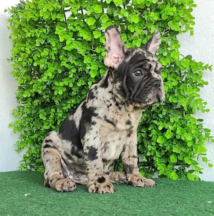 Filhote de cachorro Buldogue Francês