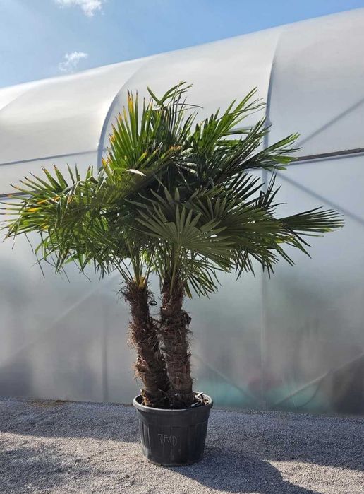Trachycarpus Fortunei – dwupniowy, mrozoodporna - 300 cm