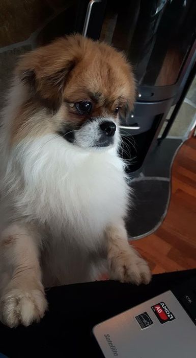 тибетский спаниель