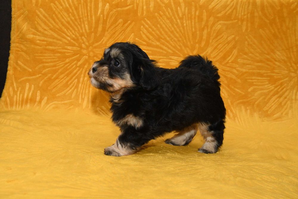 Piesek Hawańczyk z rodowodem ZHPR UCI