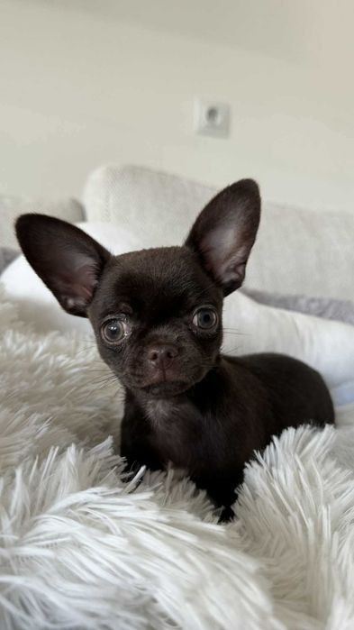 Czekoladowy Chłopczyk Mini Chihuahua z Rodowodem
