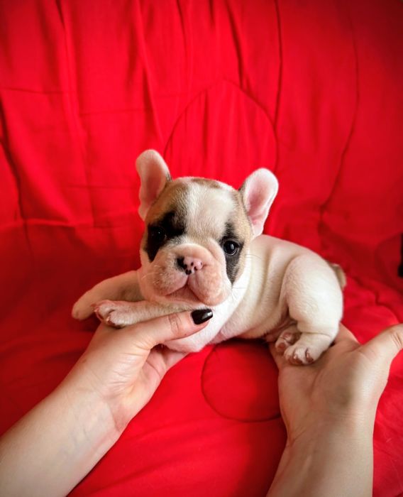 Мальчик Французского бульдога