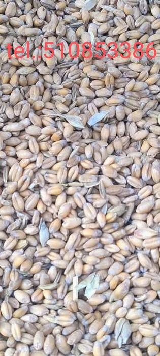 Pszenica na pasze lub siew